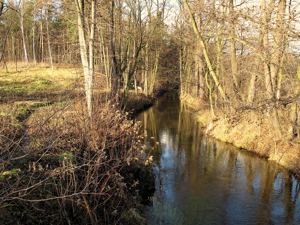 Rzeka Czarna , rez. przyrody ,,Puszcza Słupecka".