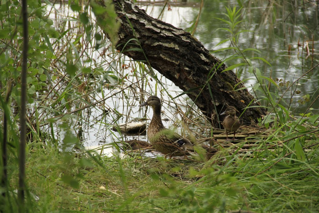Kaczki / Ducks - Marki