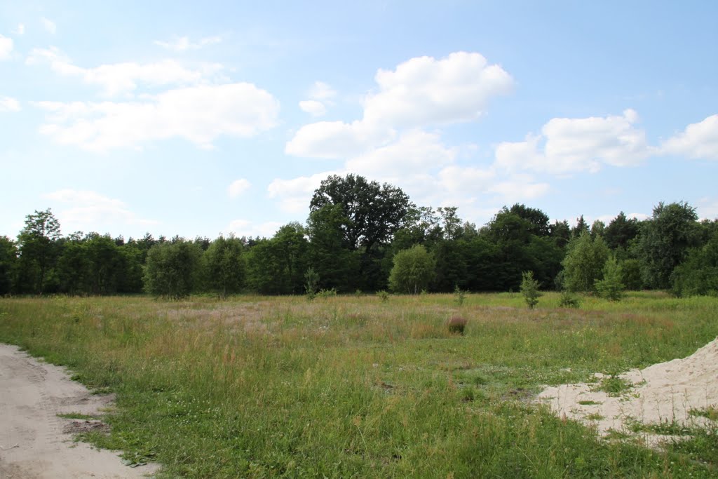Dąb / Oak