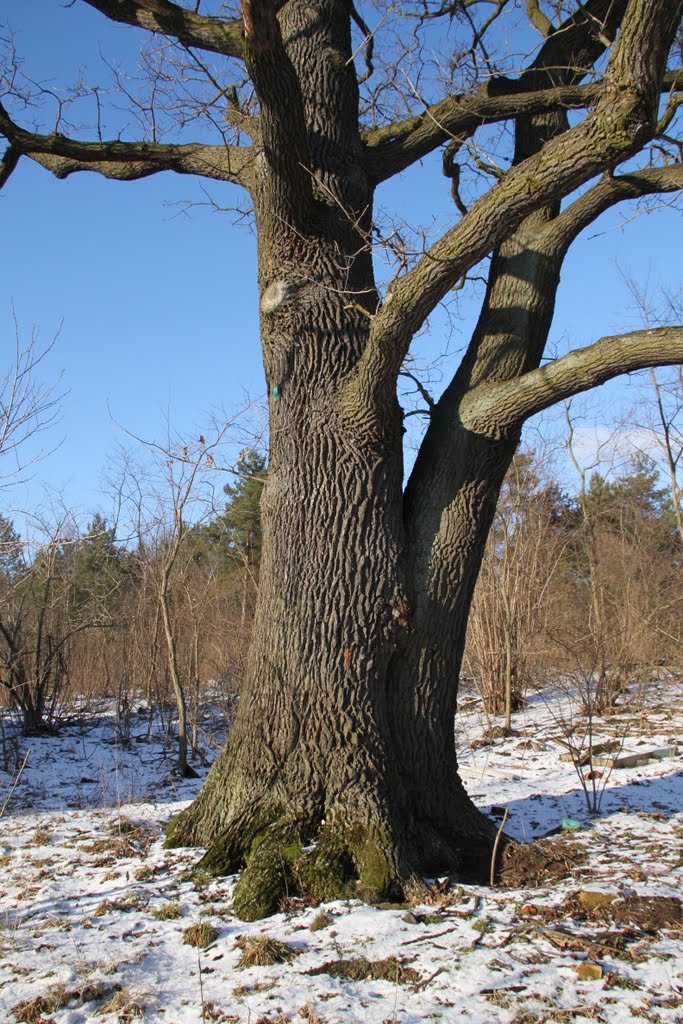Pomnik przyrody - dąb szypułkowy - Marki