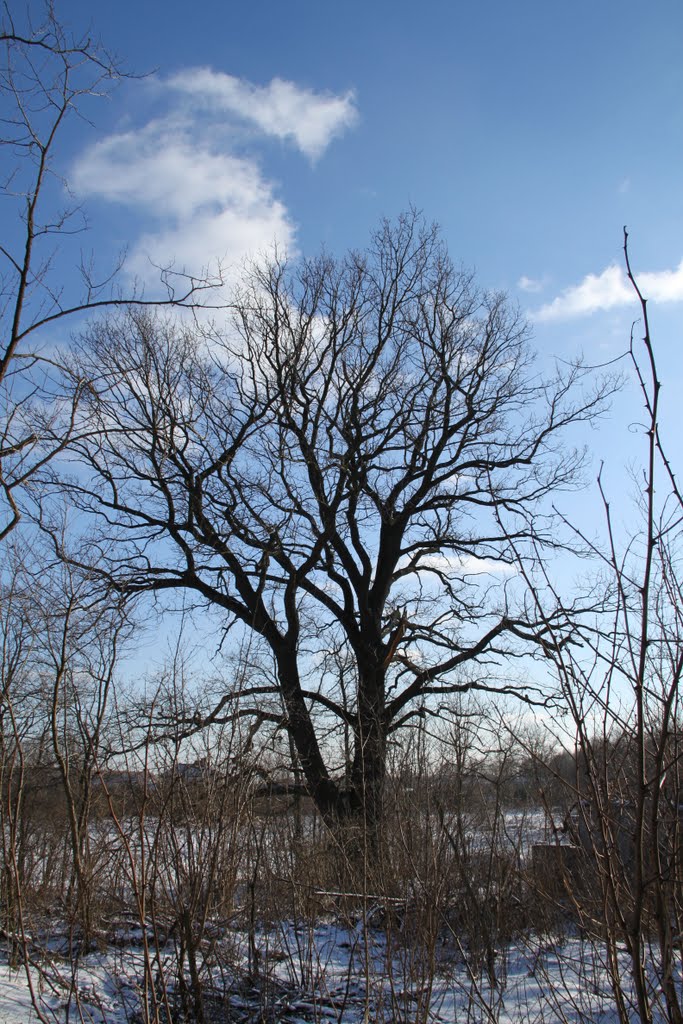 Pomnik przyrody - dąb szypułkowy - Marki
