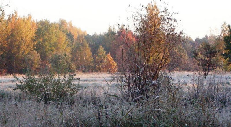 pierwszy przymrozek