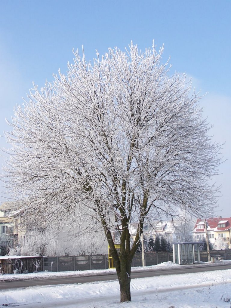 Winter tree