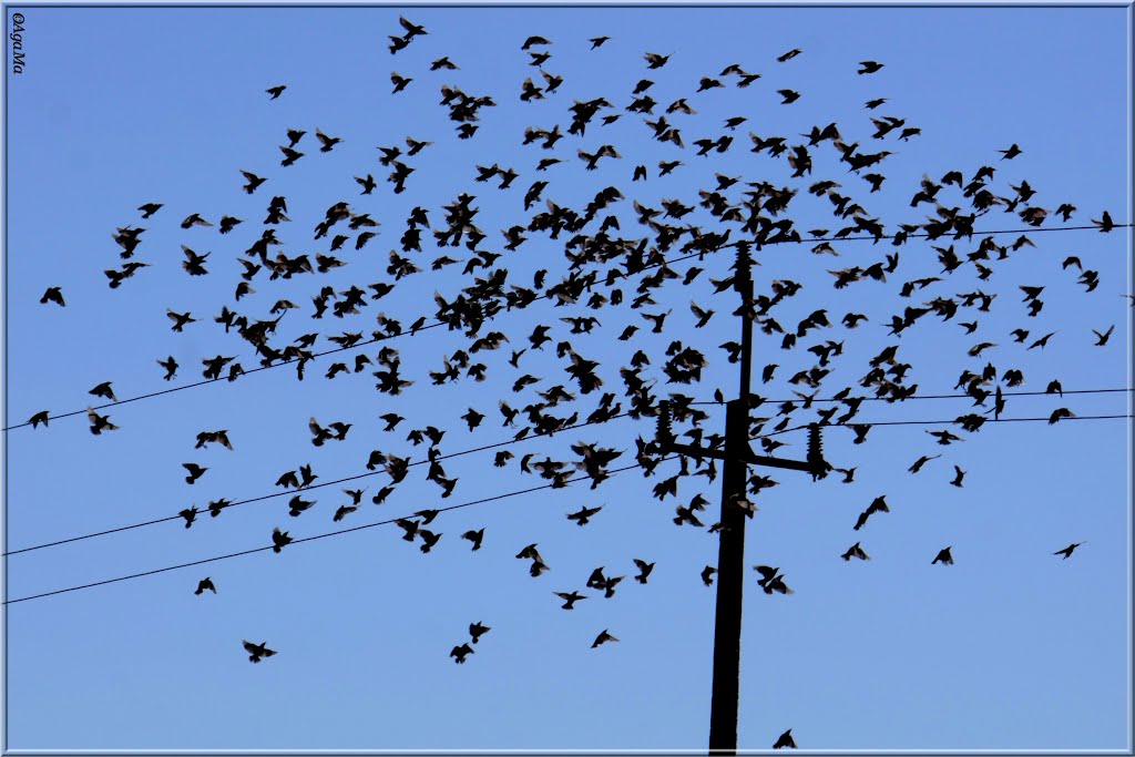 Birds in mess