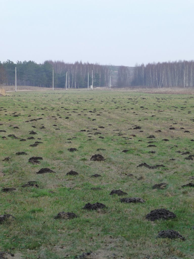 Nieużytki - wschód/east