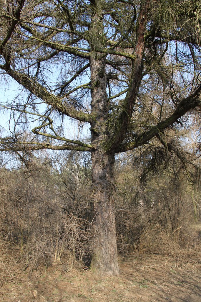Modrzew / Larch - Marki