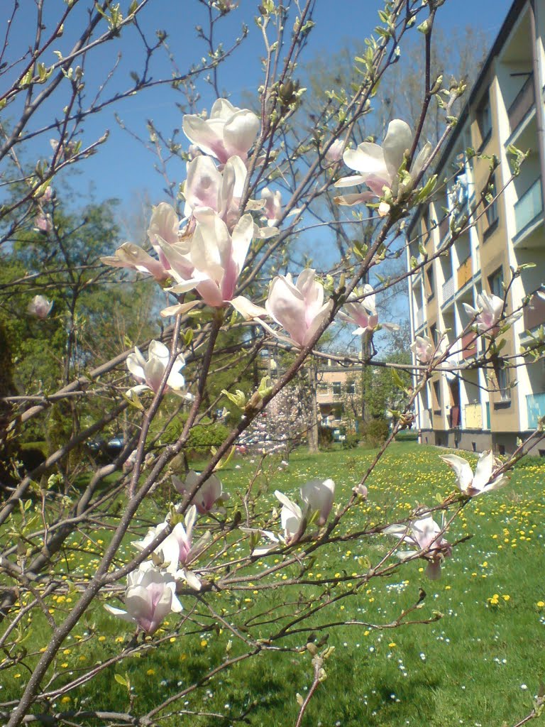 Krosno, ul.Mirandoli-Pika