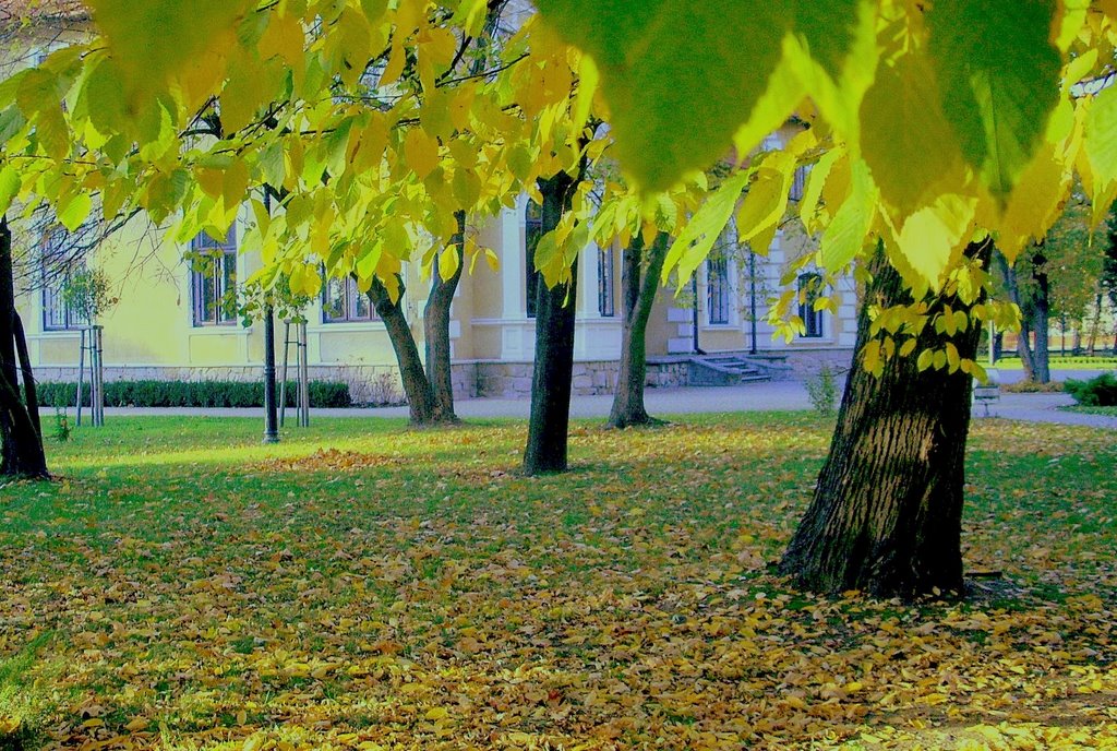 jesień w parku