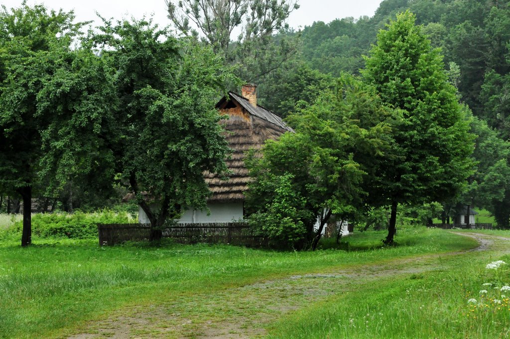 Pod lasem