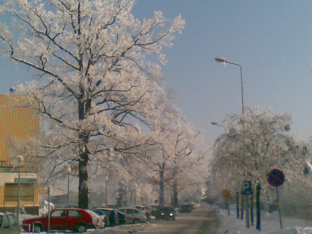 Ośnieżone drzewa przed szpitalem