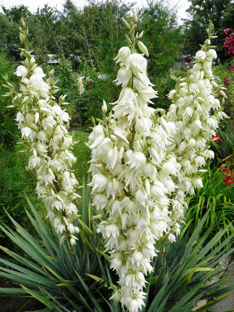 Jukka karolińska - Yucca filamentosa