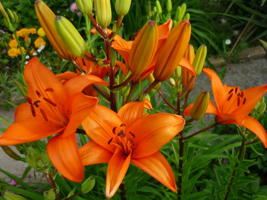 Lilia - Lilium L.
