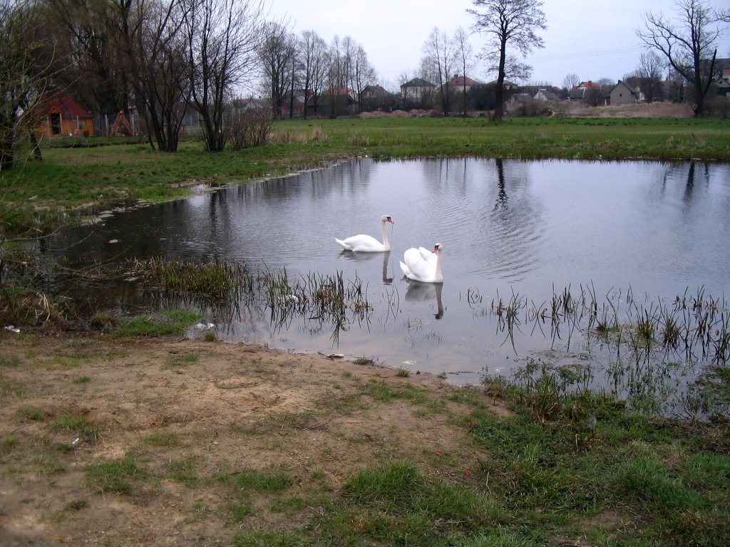 Bielsk Podlaski - staw (pond)