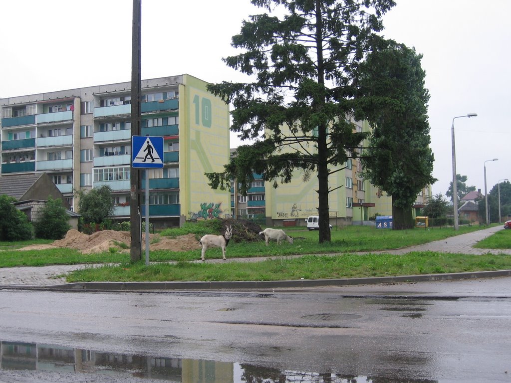 Bielskie kozy
