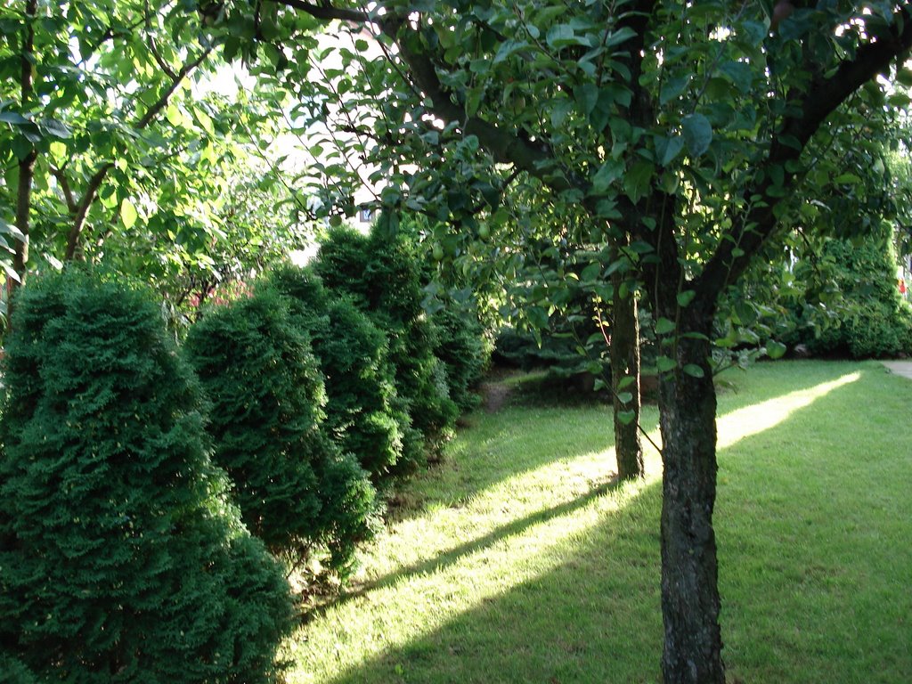 my garden