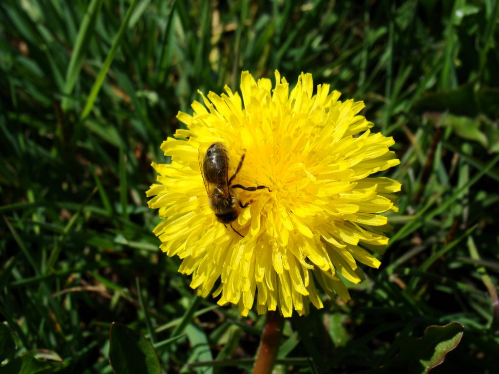 Mlecz, łyczoga (Sonchus L.) & pszczoła  (kwiecień 2009)