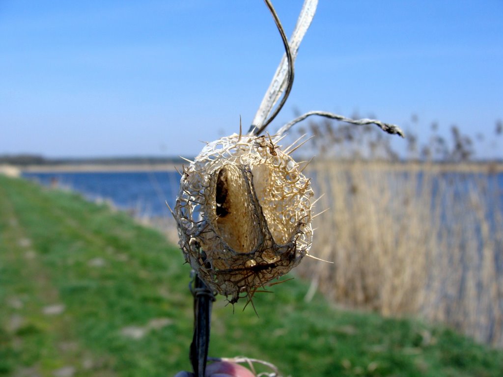 kokon  -stawy Popielewo (kwiecień 2009)
