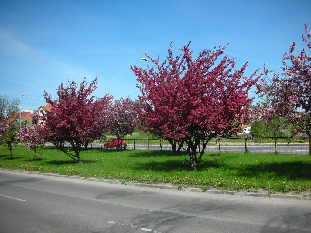 wiosna drzewa spring tree