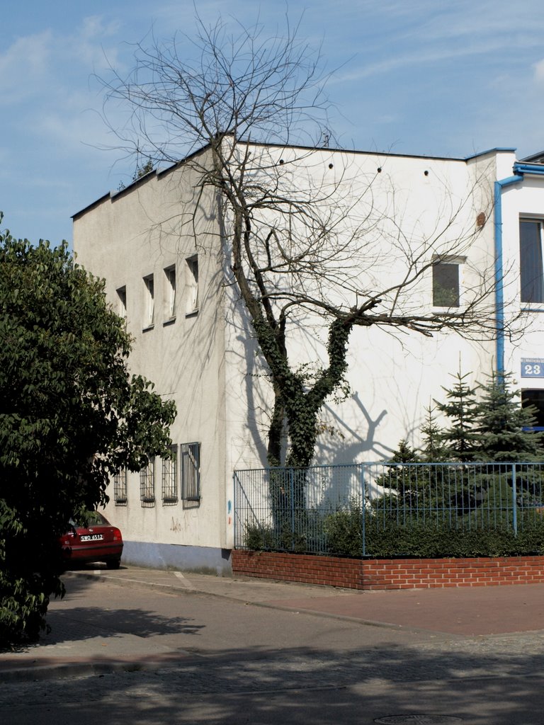 Drzewo przy aptece - ul. Waryńskiego