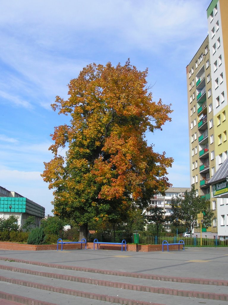 okolice Korczaka, pasażu Grande-Synthe
