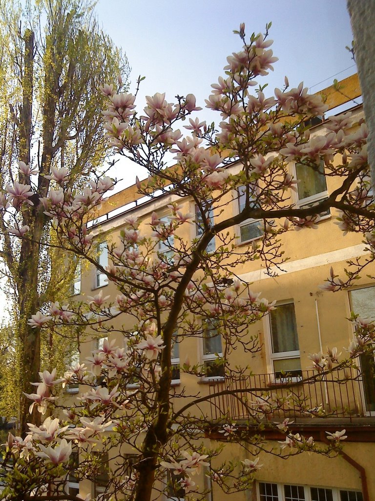 magnolia za Starostwem w Wejherowie