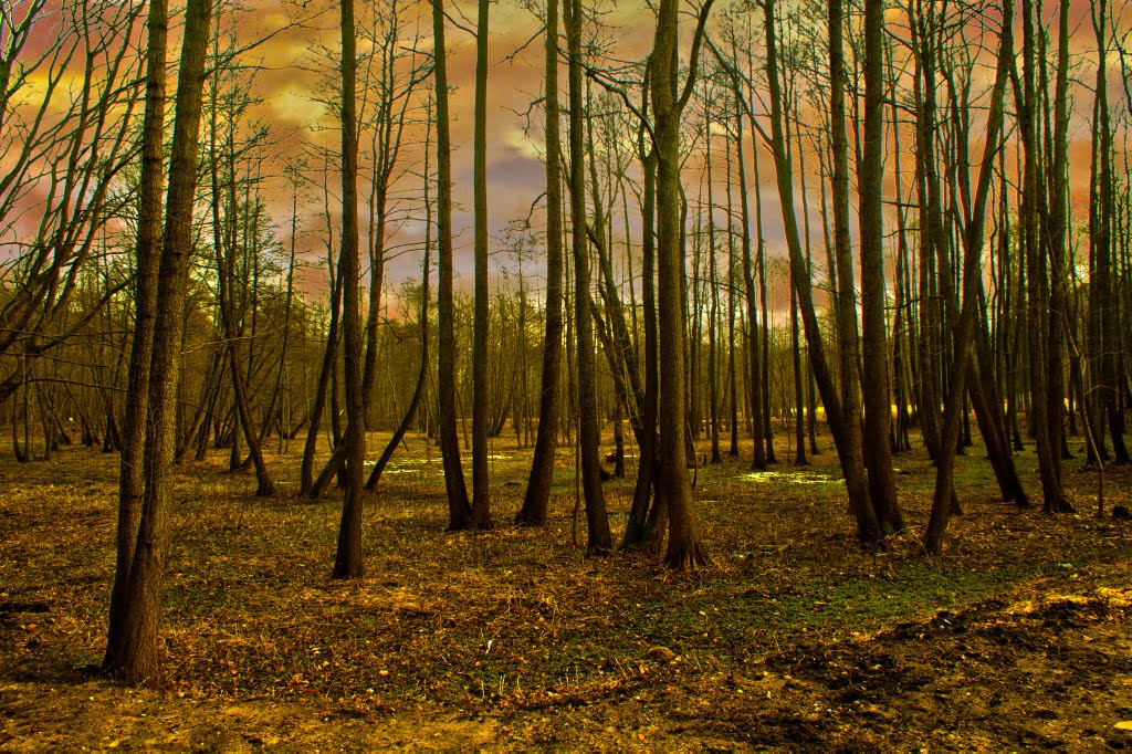 Wejherowo - Park