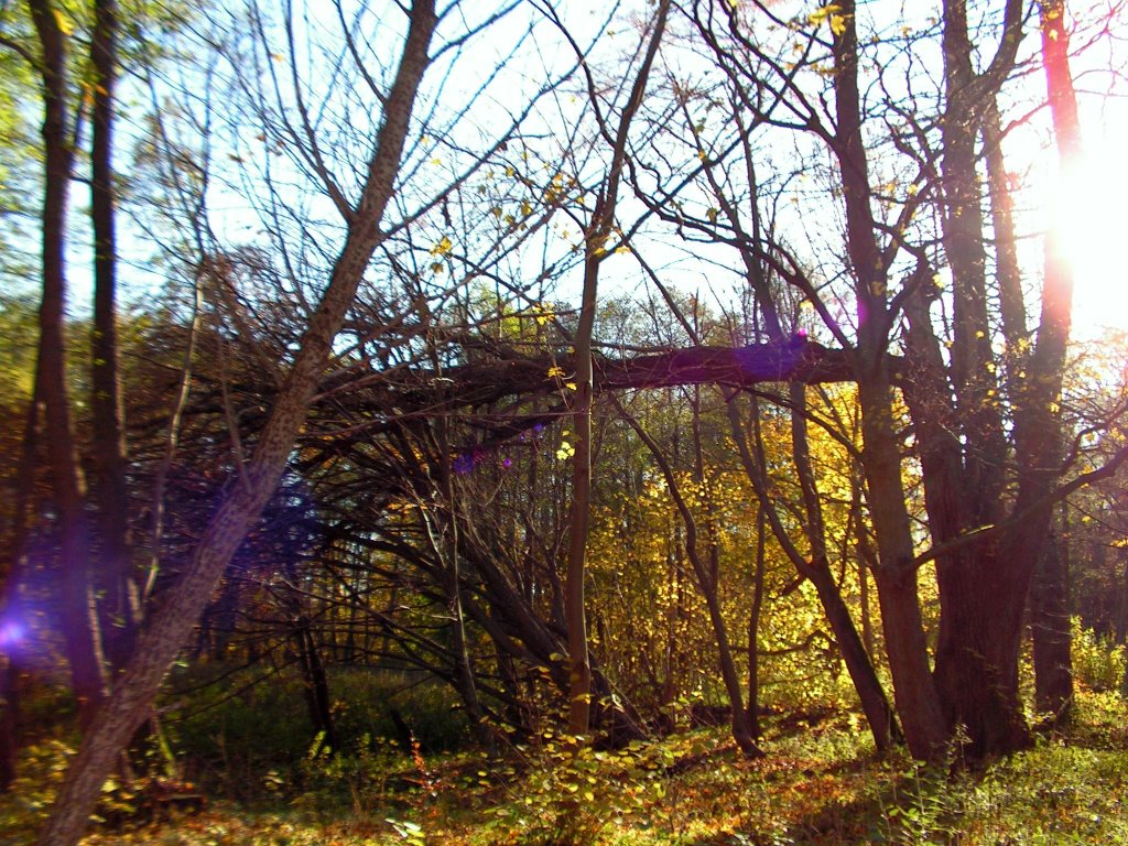 Park w Wejherowie