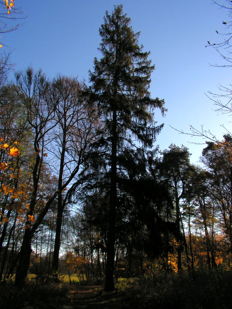 Park w Wejherowie