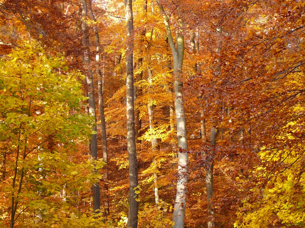 Jesień w północnej Polsce/ Autumn in northern Poland/ El otono en el norte de Polonia