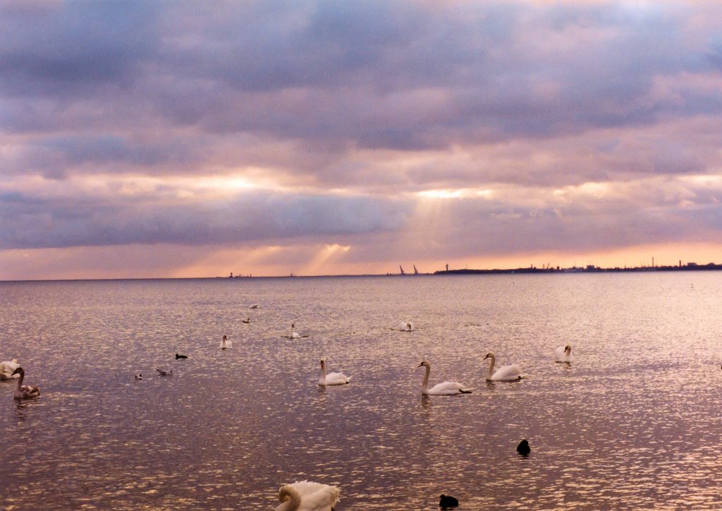 Swan in Sopot