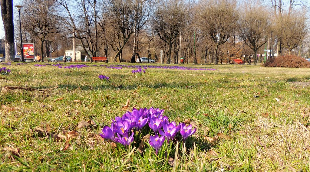 Krokusy w Bytomiu