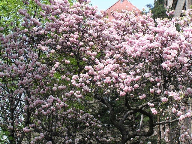 Magnolia tree in front of the "Grey Chemistry" building at Silesian University of Technology in Gliwice