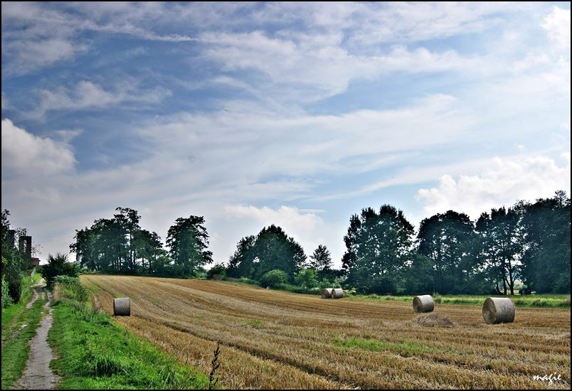 Pola za Sikornikiem/The fields behind Sikornik estate