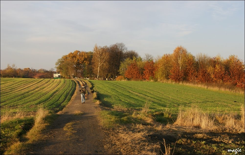 Gliwice. Pola za Sikornikiem/The fields behind Sikornik estate