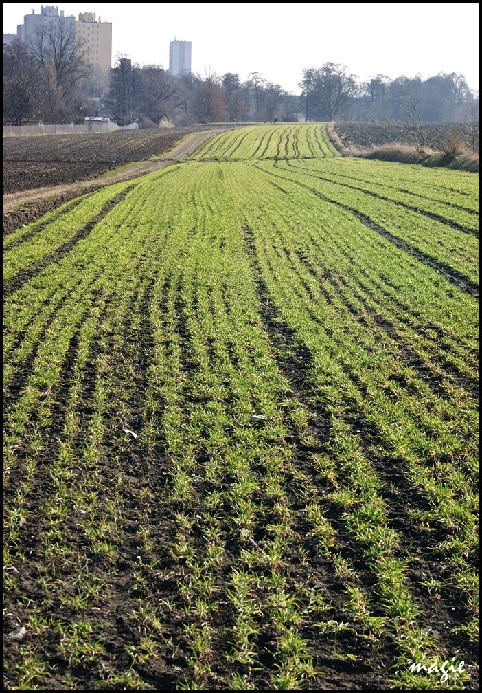 GLIWICE. A na polu rośnie..../The field is growing ....