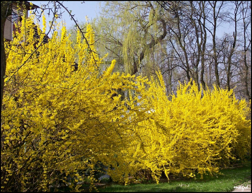 Wiosna żółta...Forsycja (Forsythia Vahl)/Yellow spring