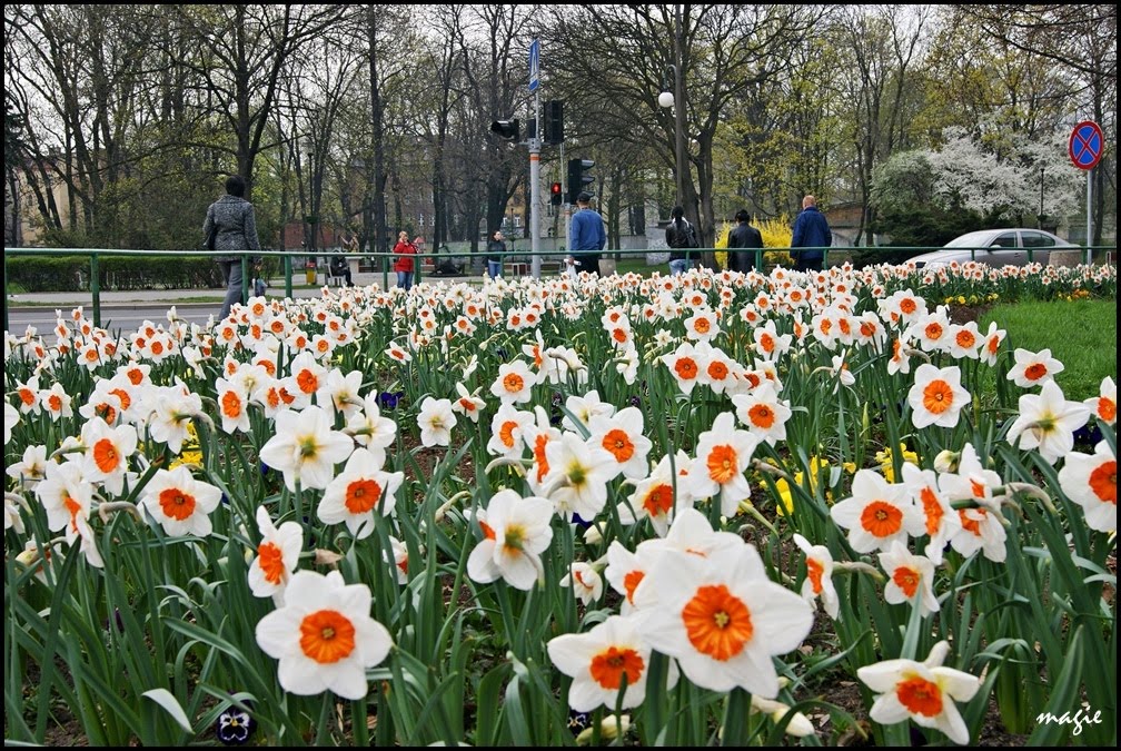 GLIWICE. Sypnęło narcyzami.../Narcissi blooms