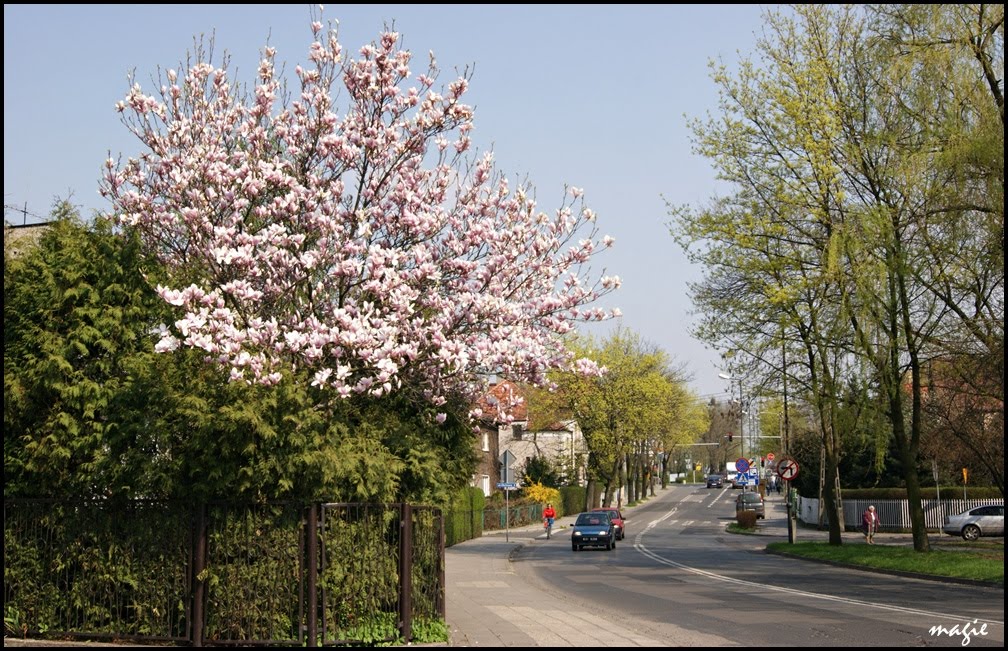 GLIWICKIE magnolie. Ul. Kosów/Kosow street