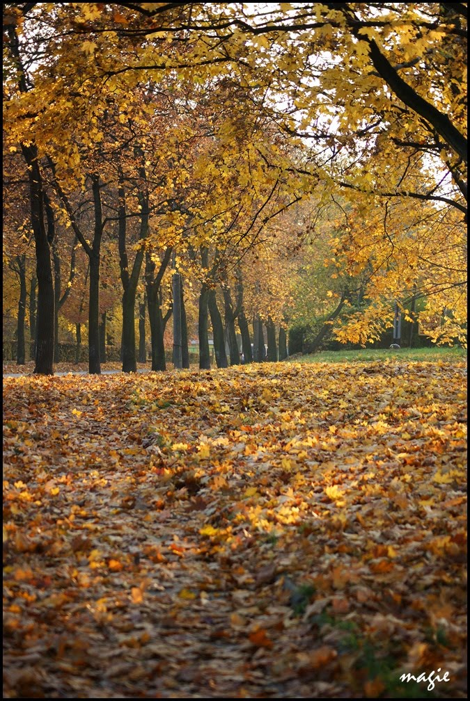 GLIWICE. Liście szeleszczą pod stopami.../The leaves are rustling under feet...