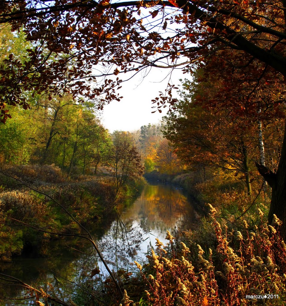 Amber autumn