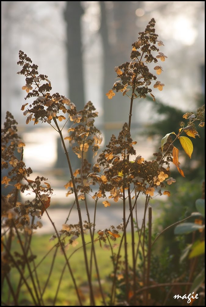 GLIWICE. Jesienny bukiet/Autumn bouquet