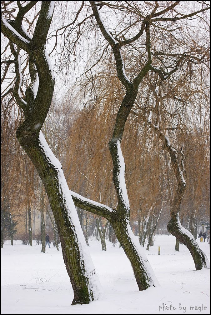GLIWICE-Sikornik. Stare wierzby/Old willows