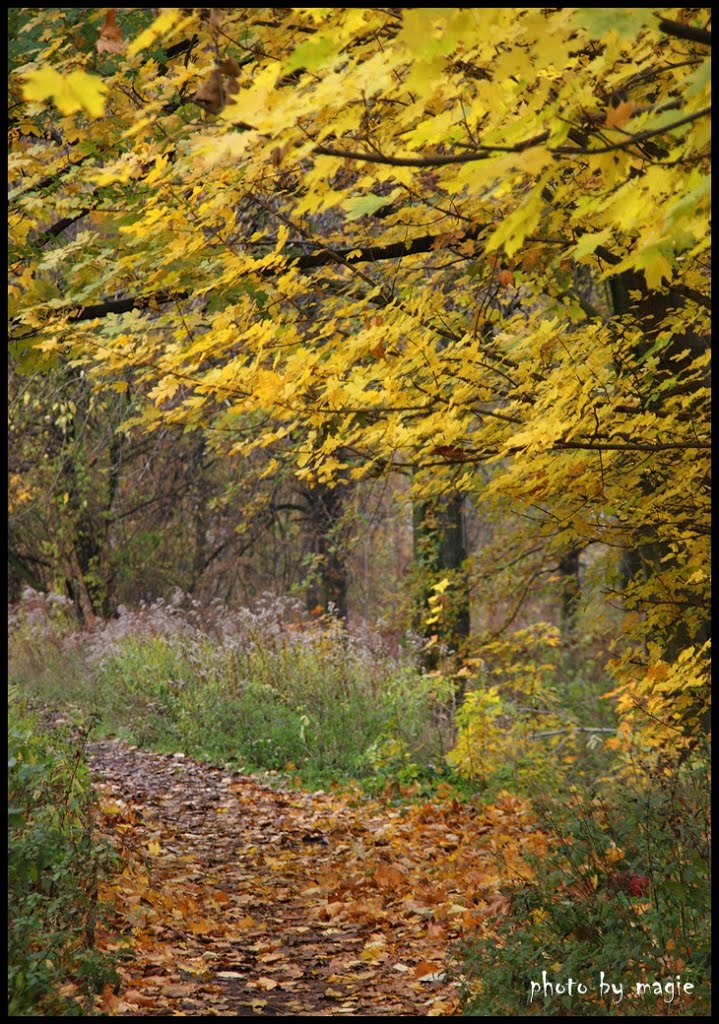 GLIWICE. Jesienna impresja/Autumn impression