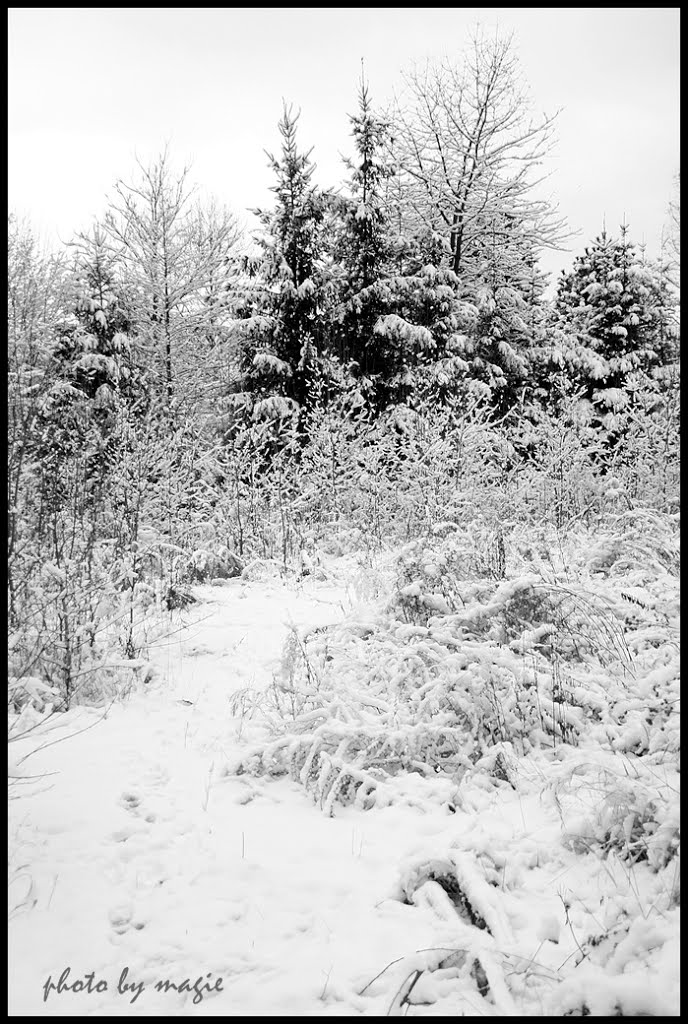 GLIWICE. Biały krajobraz/White landscape