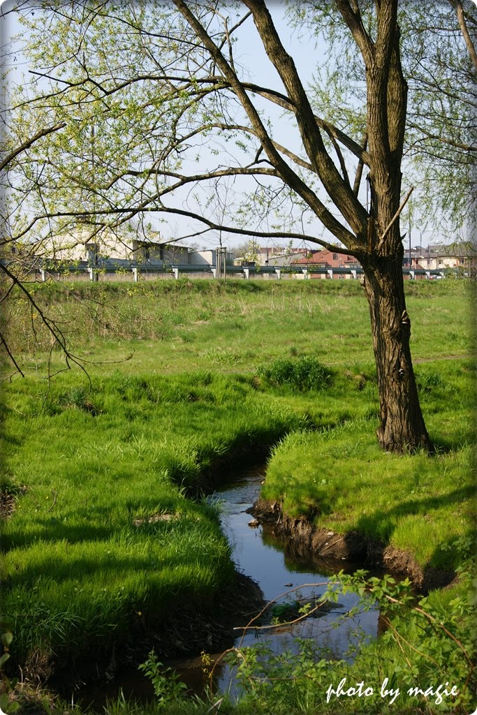 GLIWICE. Potok Doły (Rohrgraben) w kwietniu 2011/Doły (Rohgraben) stream in April 2011