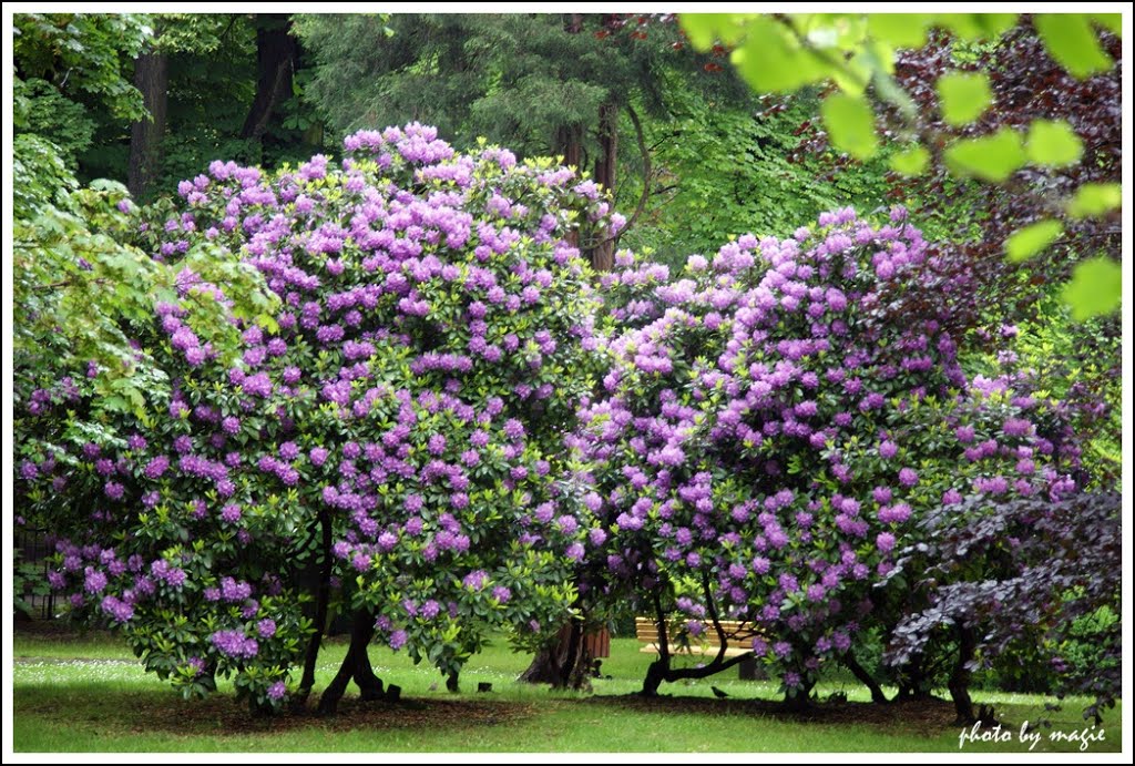 GLIWICE. Kwitnące rododendrony w Parku Chopina/Blooming rhododendrons in the Chopin park
