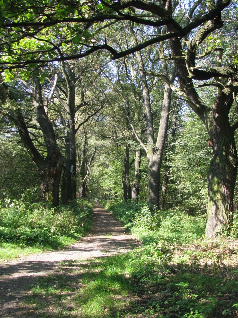 Bażanciarnia - Siemianowice