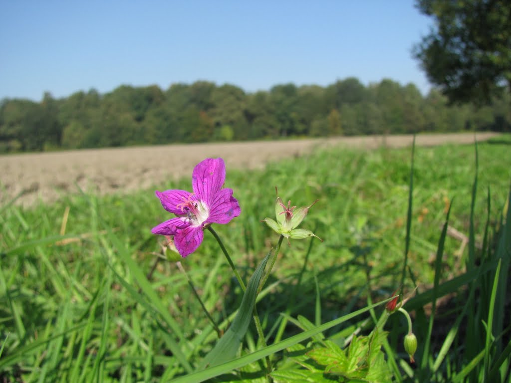 Piękny samotnik