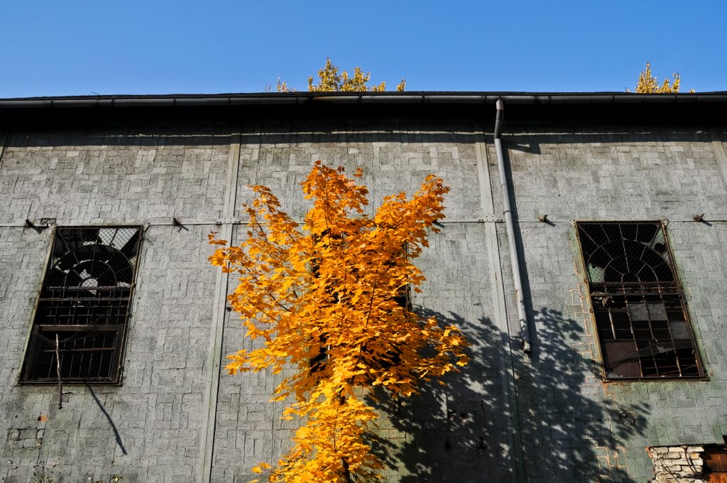 Autumn symmetry