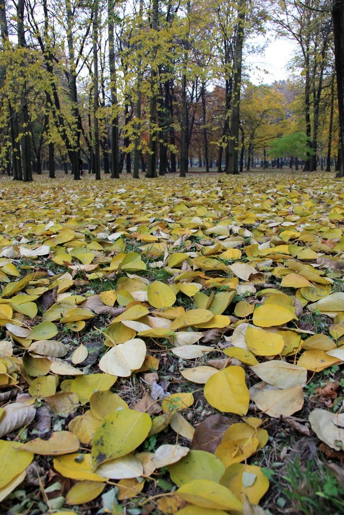 Siemianowice Sl. -Michalkowice   Park  (Jesien)  -   PL